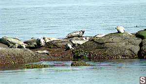 Seals on Belle Islands